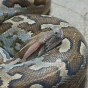 Python Molure ( Python miolurus bivittatus )