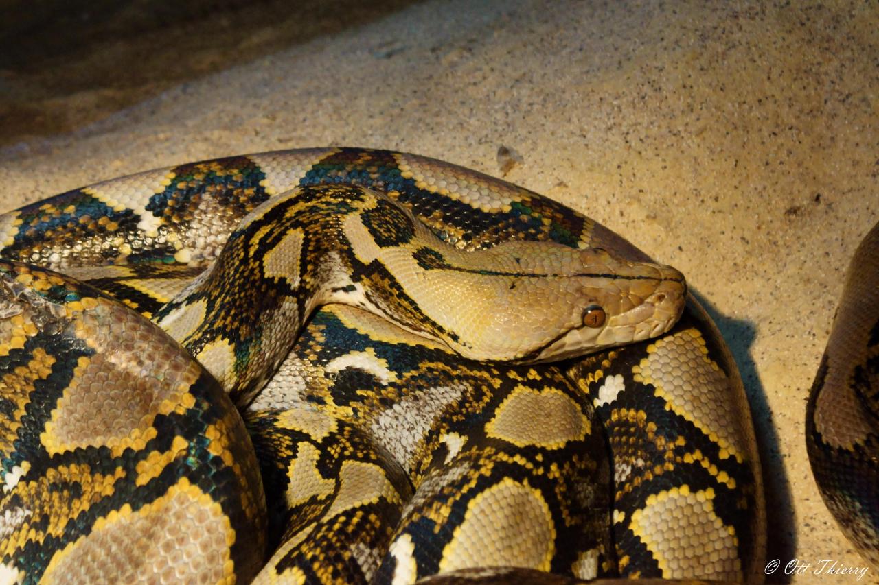 Python Réticulé ( Malayopython reticulatus )
