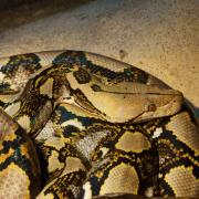 Python Réticulé ( Malayopython reticulatus )