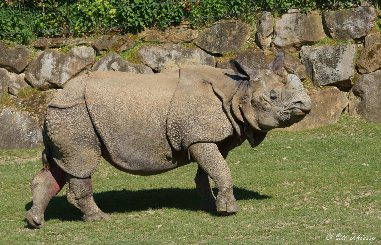 Rhinoceros d'Inde ou Rhinocéros Indien ( Rhinoceros unicornis )