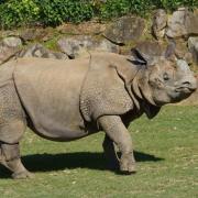 Rhinoceros d'Inde ou Rhinocéros Indien ( Rhinoceros unicornis )