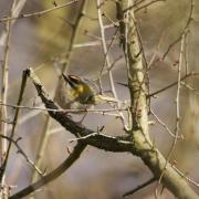 Roitelet triple-bandeau ( Regulus ignicapillus )