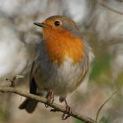 Rouge Gorge ( Erithacus rubecula )