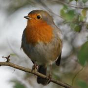 Rouge Gorge ( Erithacus rubecula )