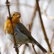 Rouge Gorge ( Erithacus rubecula )