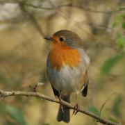 Rouge Gorge ( Erithacus rubecula )