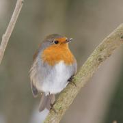 Rouge Gorge ( Erithacus rubecula )