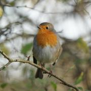 Rouge Gorge ( Erithacus rubecula )