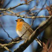 Rouge Gorge ( Erithacus rubecula )