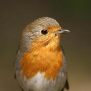 Rouge Gorge ( Erithacus rubecula )