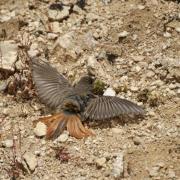 Rouge-Queue Noir ( Phoenicurus ochruros )