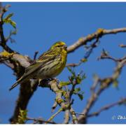 Serin Cini ( Serinus serinus )*