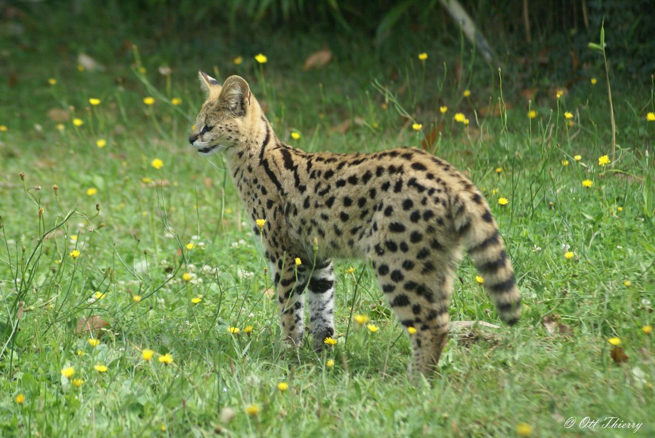 Serval ( Leptailurus serval ou Felis serval )