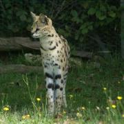Serval ( Leptailurus serval ou Felis serval )
