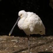 Spatule Blanche ( Platalea leucorodia )