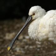 Spatule Blanche ( Platalea leucorodia )