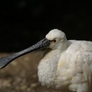 Spatule Blanche ( Platalea leucorodia )