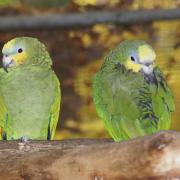 Amazone à Front Jaune ( Amazona ochrocephala ochrocephala )