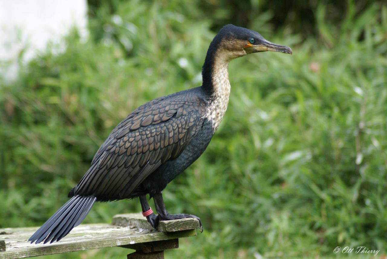 Cormoran à Poitrine Blanche ( Phalacrocorax lucidus )