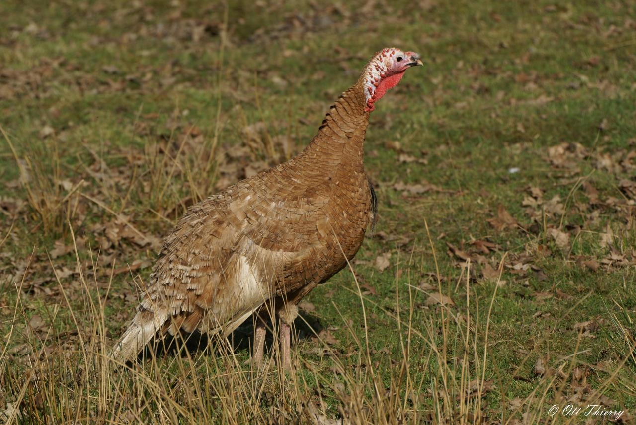 Dindon ( Meleagris gallopavo )