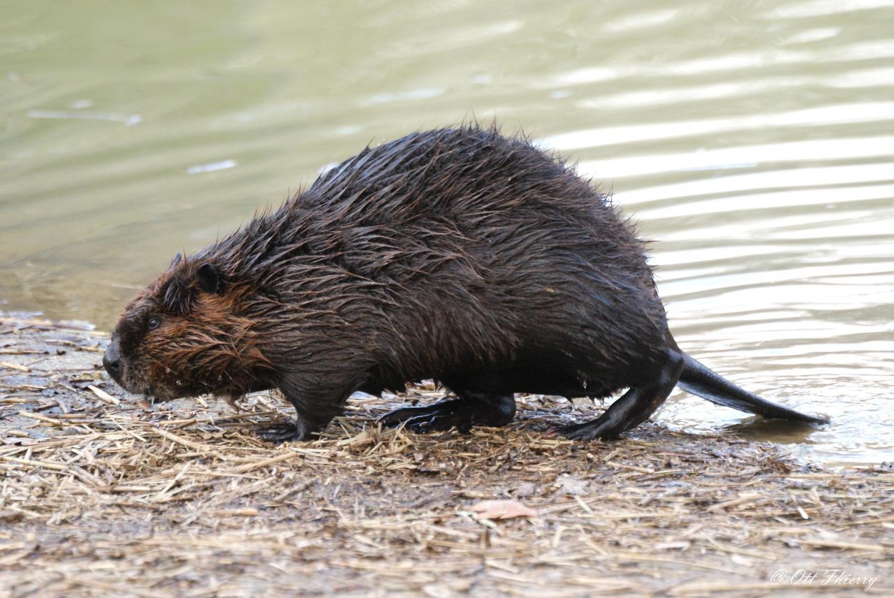 Castor Canadien ( castor canadensis )