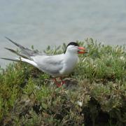 Sterne Pierregarin ( Sterna hirundo )