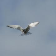 Sterne Pierregarin ( Sterna hirundo )