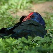 Talève ou Poule-Sultane ( Porphyrio porphyrio )