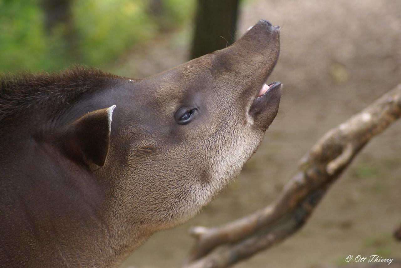 Tapir du Brésil ( Tapirus terrestris )