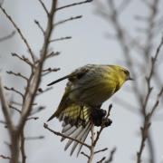 Tarin des Aulnes ( Carduelis spinus )