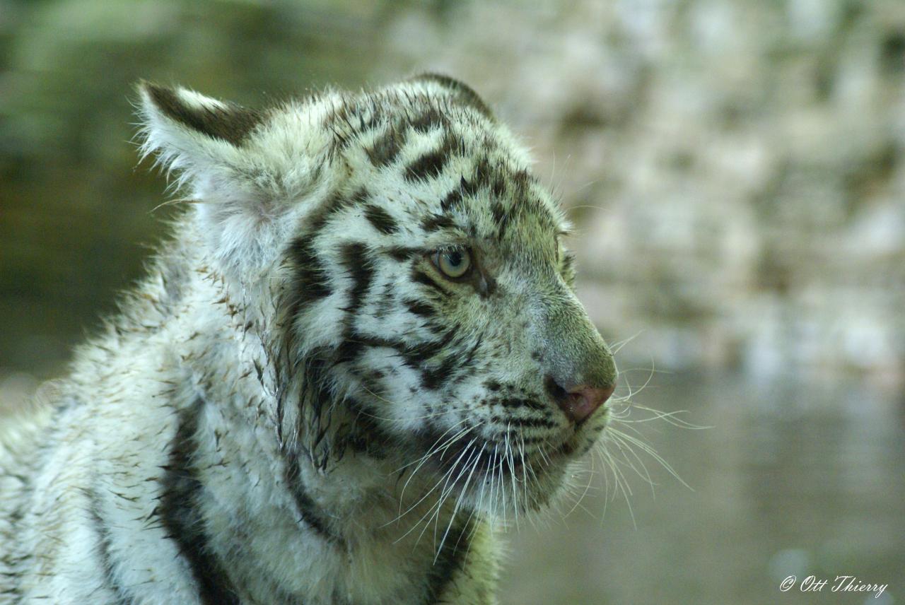 Tigre Blanc ( Panthera tigris )