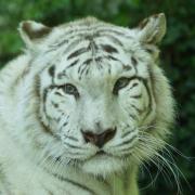Tigre Blanc ( Panthera tigris )
