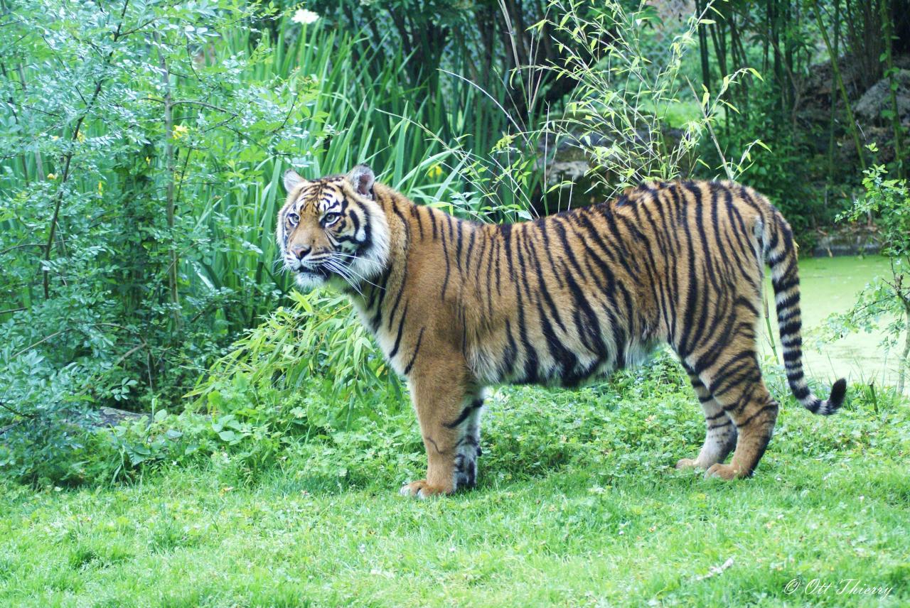 Tigre de Sumatra ( Panthera tigris sumarae )