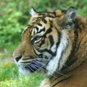 Tigre de Sumatra ( Panthera tigris sumarae )