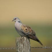 Tourterelle des Bois ( Streptopelia turtur )