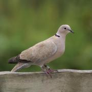 Tourterelle Turque ( Streptopelia decaocto )