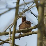 Troglodyte Mignon ( Troglodytes troglodytes )