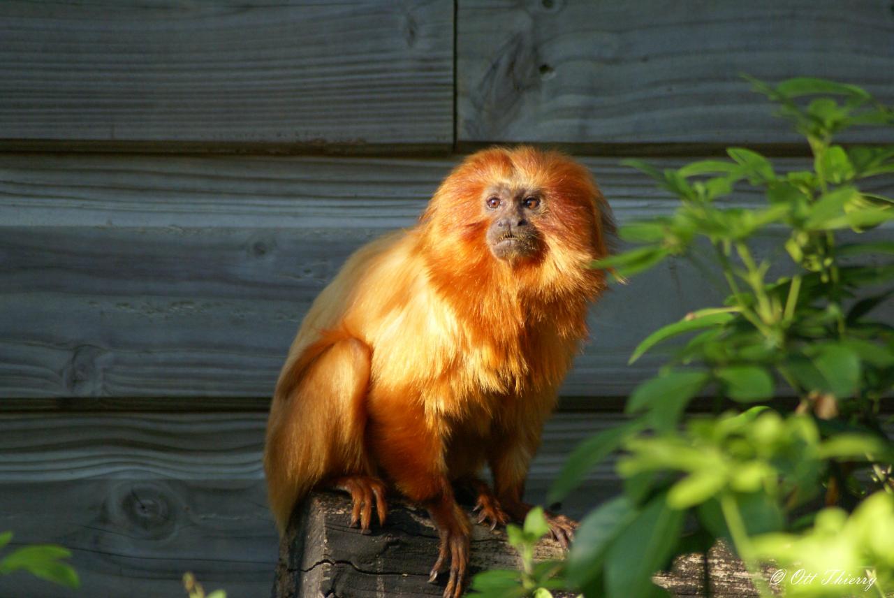 Tamarin Lion Doré ( Leontopithecus rosalia )