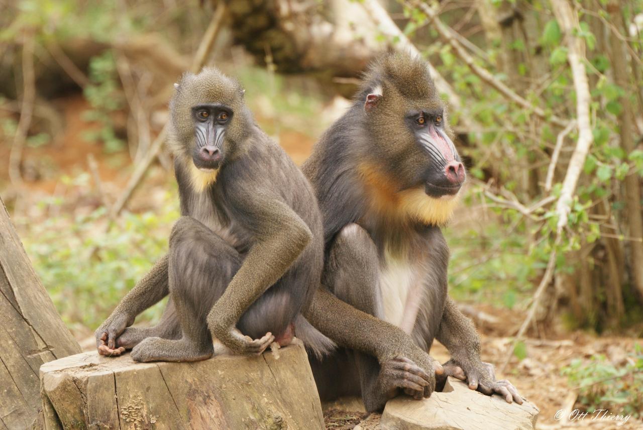 Mandrill ( Mandrillus sphinx )