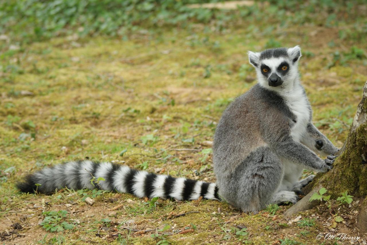 Maki Catta ( Lemur catta )