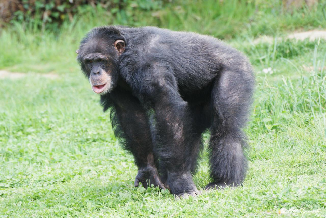 Chimpanzé ( Pan troglodytes )