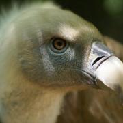 Vautour Fauve ( Gyps fulvus )