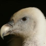 Vautour Fauve ( Gyps fulvus )