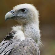 Vautour Fauve ( Gyps fulvus )