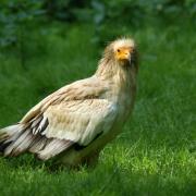 Vautour Percnoptère d'Egypte ( Neophron percnopterus )