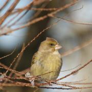 Verdier d'Europe ( Carduelis chloris )