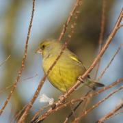 Verdier d'Europe ( Carduelis chloris )