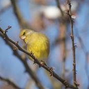 Verdier d'Europe ( Carduelis chloris )