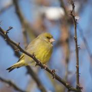 Verdier d'Europe ( Carduelis chloris )