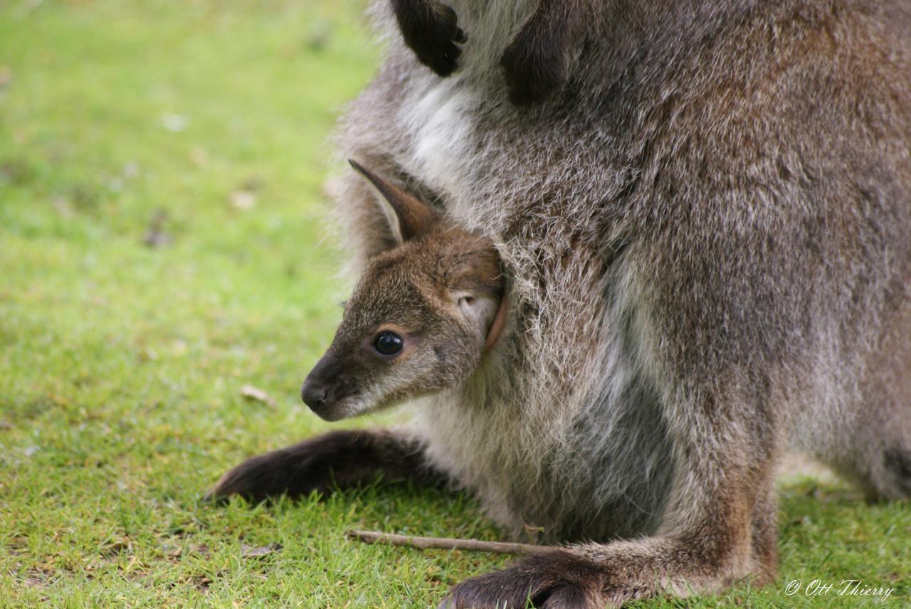 Wallaby de Benett ( Macropus rufogriseus )